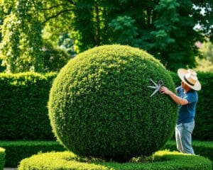 Wie schneidet man einen Buchsbaum kugelig?