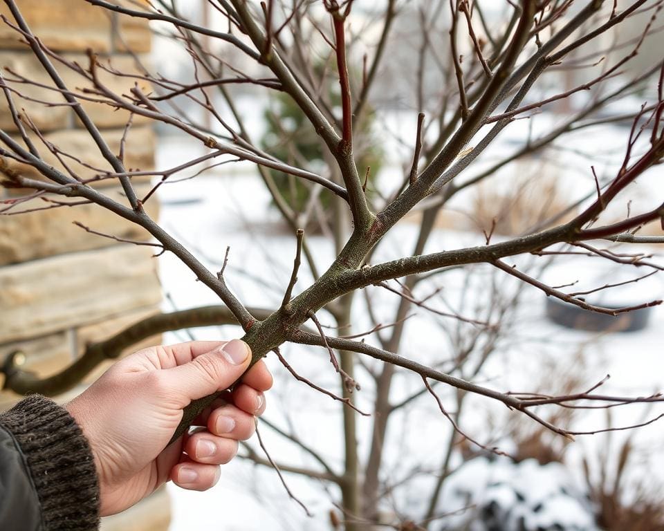 Welche Pflege benötigen Spalierbäume im Winter?