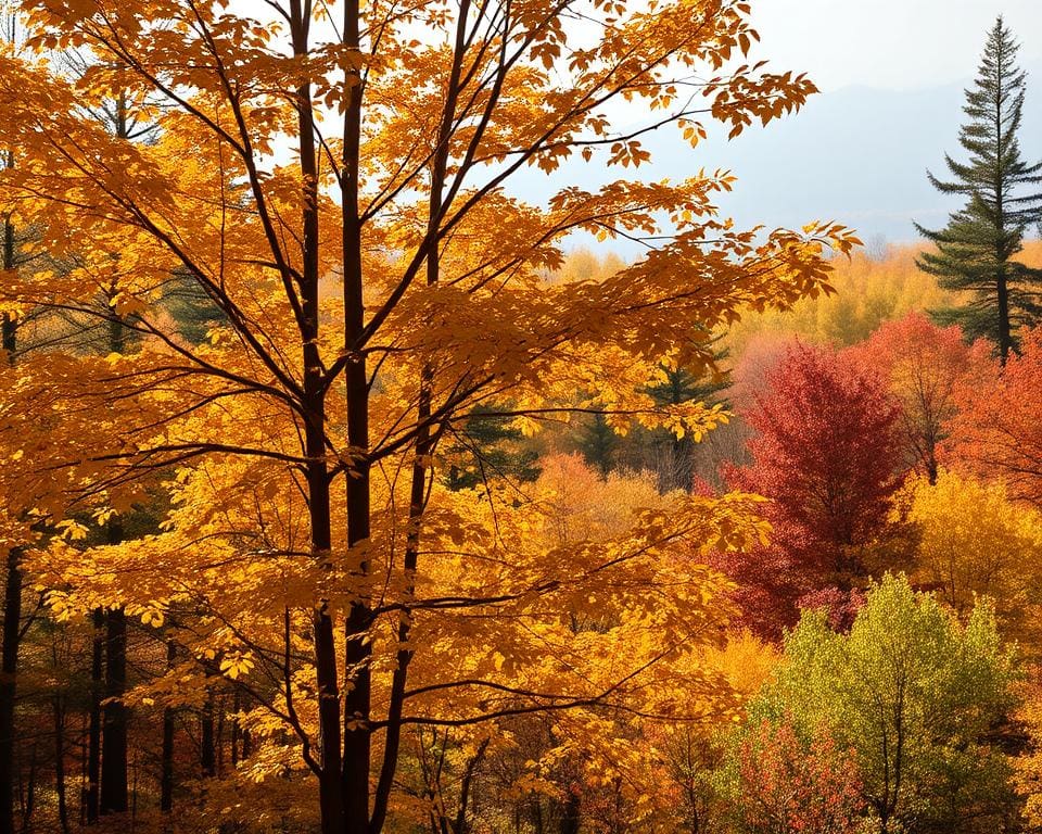 Ist die Haselnuss ein echter Baum?