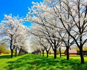 Welche Baumarten blühen weiß im Frühling?