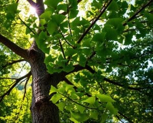 Wie wächst ein Ginkgo am schönsten?
